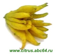      (Buddha\'s hand citron = Buddha\'s fingers citron = fingered citron) -     ,   ,    ,     ,    .       . 