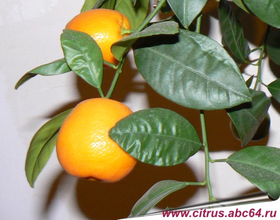 Секреты лимонного деревца. Выращиваем и защищаем цитрусовые от вредителей