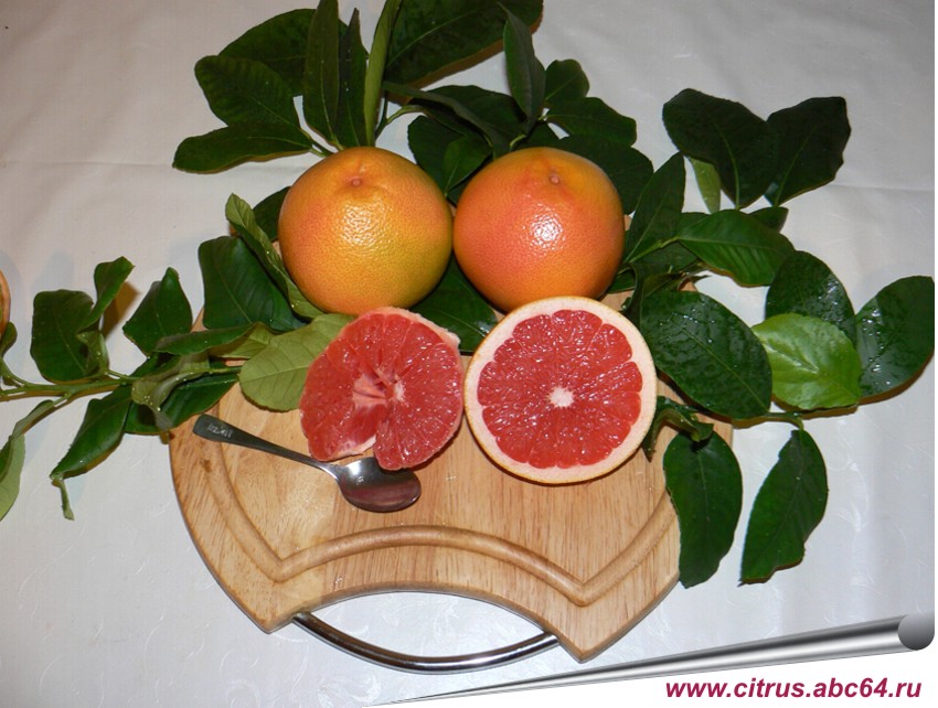 Чем полезен грейпфрут: 7 доказанных свойств