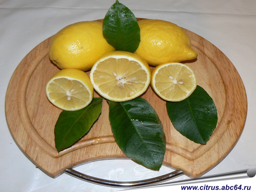 Лимон Пандероза - Citrus limon 'Ponderosa', вопросы по уходу