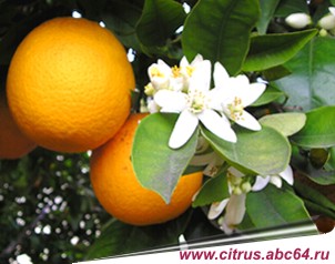 Комнатный апельсин: выращивание в домашних условиях