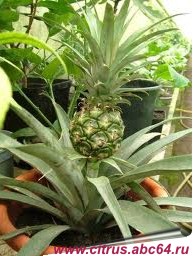 Как посадить и вырастить ананас в домашних условиях
